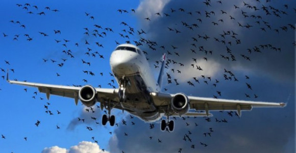 Sarajevo: Sudar aviona i ptica