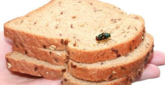 Zašto ne treba da jedete hranu na kojoj je bila muva