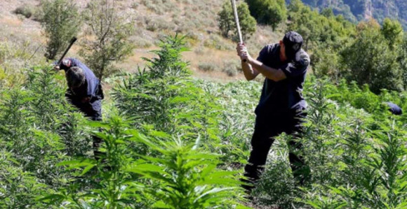 O Albaniji pišu: Mafija i droga