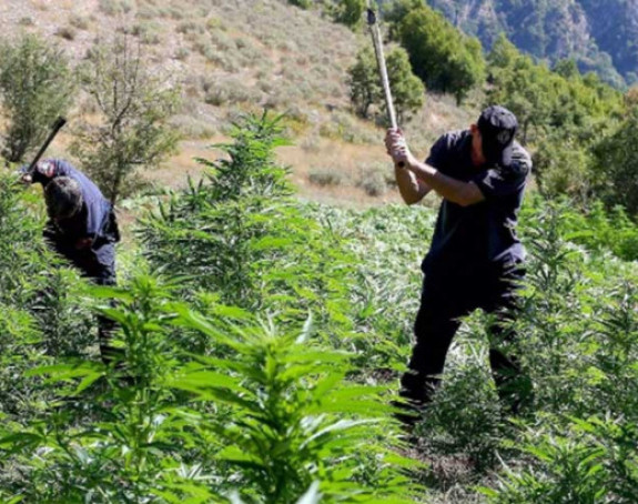 O Albaniji pišu: Mafija i droga