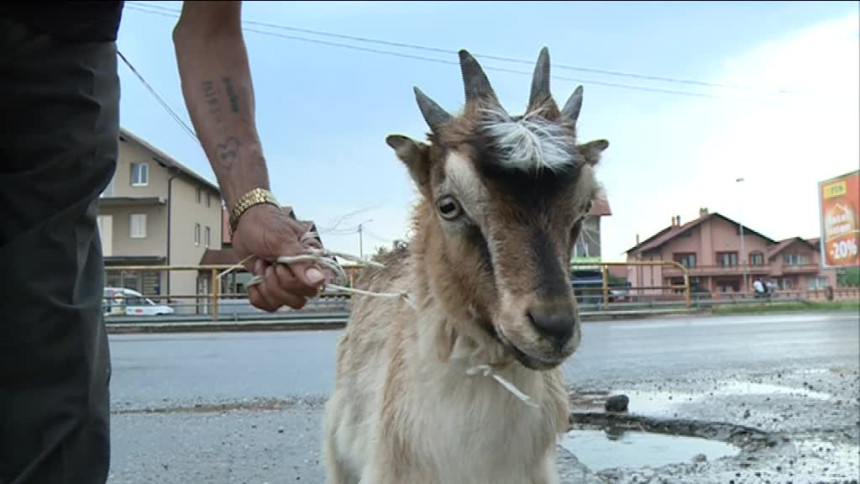 Kralj - jare sa četiri roga 