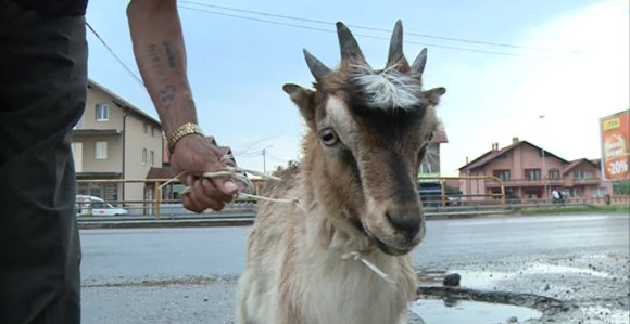 Kralj - jare sa četiri roga 