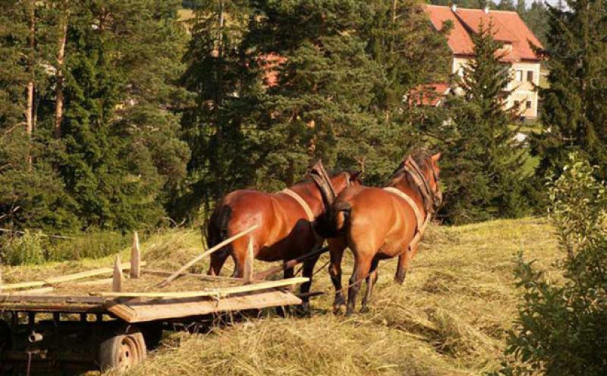 Konji odvukli muškarca u smrt