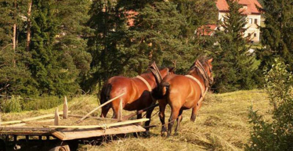 Konji odvukli muškarca u smrt