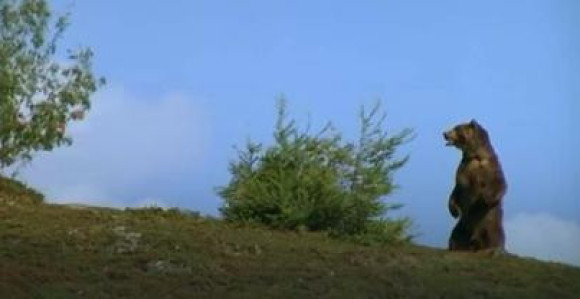 Gačanin oči u oči s medvjedom