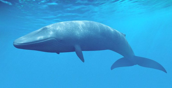 Japanci ubili 333 kita "u naučne svrhe"