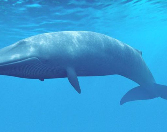 Јапанци убили 333 кита "у научне сврхе"