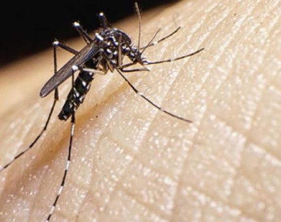 Zika stiže u Srbiju!