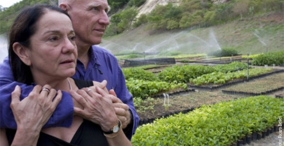 Par posadio dva miliona stabala