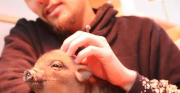 Prvi kafić u kojem se gosti druže sa svinjama