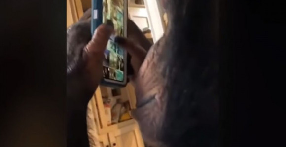 I šimpanza voli društvene mreže 