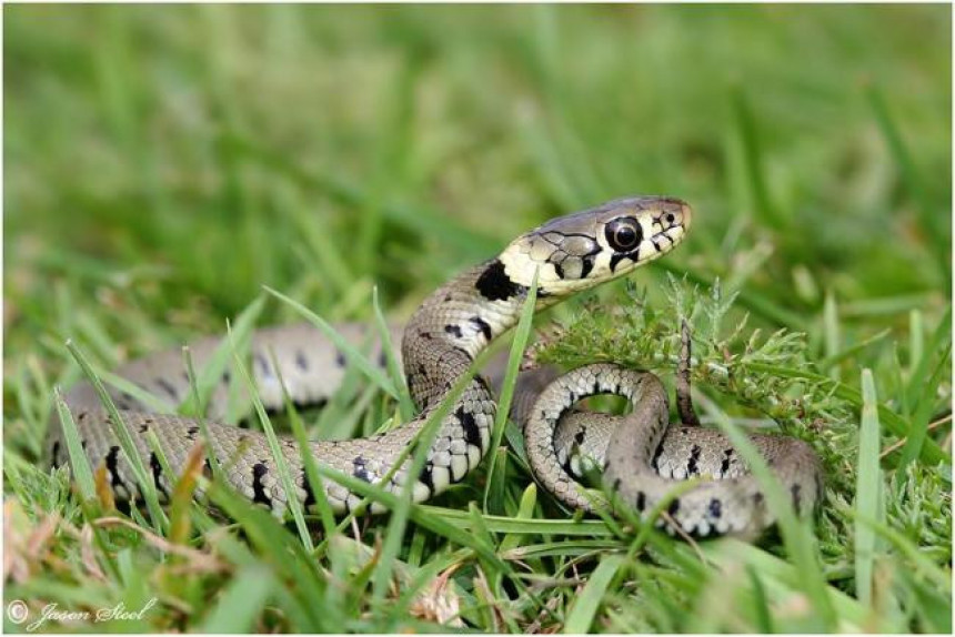 Бањалука: Змија код вртића у Борику