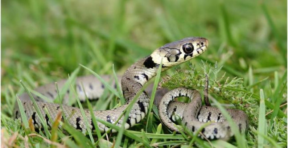Banjaluka: Zmija kod vrtića u Boriku