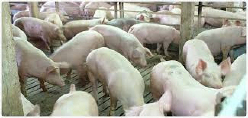 ФБиХ више издваја за свиње од РС