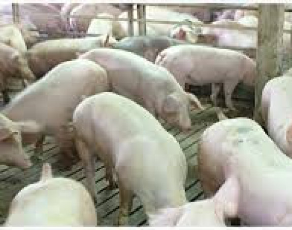 ФБиХ више издваја за свиње од РС