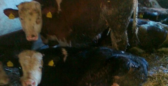 Goveda blokirala saobraćaj