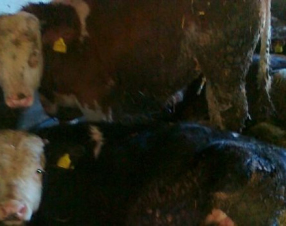 Goveda blokirala saobraćaj