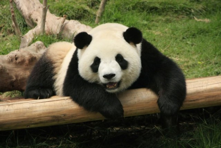 Najstarija panda na svijetu slavi 37. rođendan