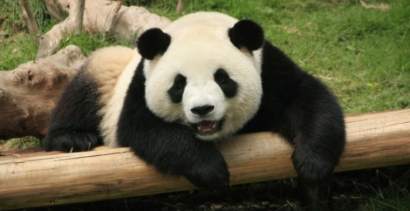 Najstarija panda na svijetu slavi 37. rođendan