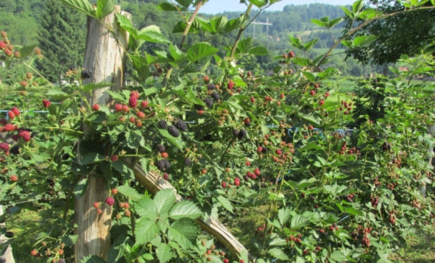 Uništavaju zasade zbog niskih cijena