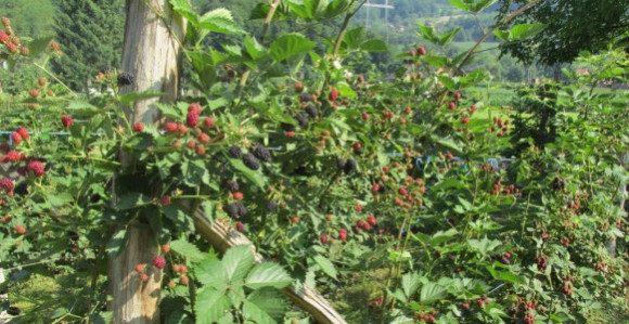 Уништавају засаде због ниских цијена