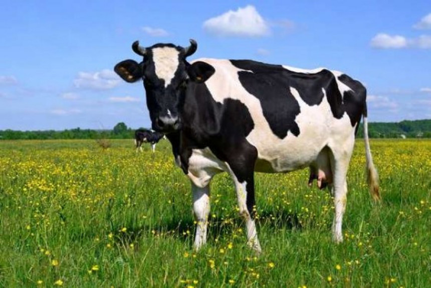 Zbog sena i smrada krava farmer kažnjen sa 8000 evra!