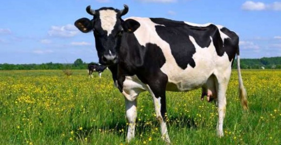 Zbog sena i smrada krava farmer kažnjen sa 8000 evra!