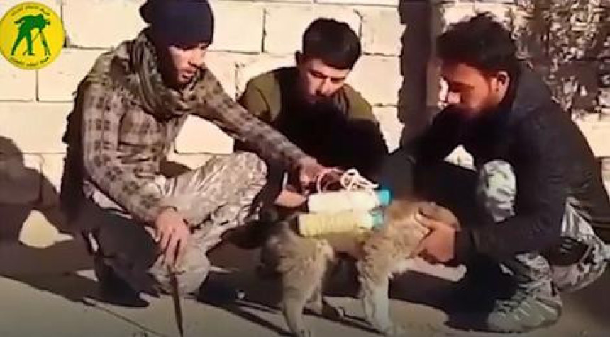 ИСИС у походе шаље псе са експлозивом