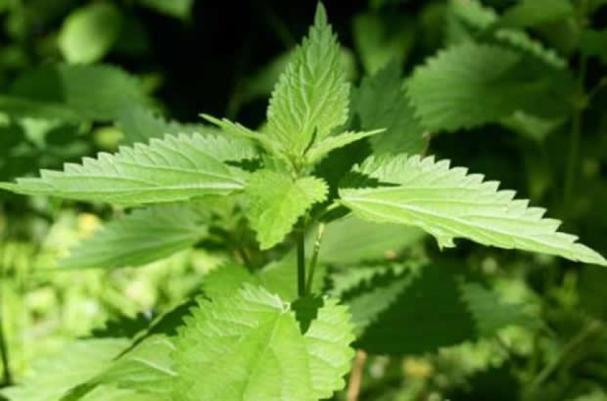 Kopriva čisti krv, sprečava infekcije