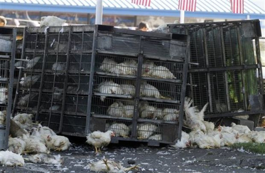 Бањалука: Преврнуо се камион пун пилића