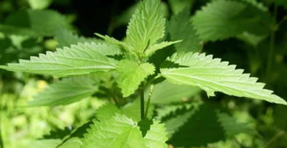 Kopriva čisti krv, sprečava infekcije