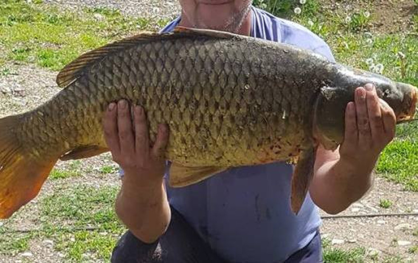 U Vrbasu ulovio šarana od 11 kg