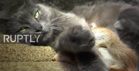 Neobičan prizor koji topi srce