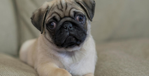 Da li je mops novi njemački ovčar?