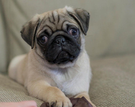 Da li je mops novi njemački ovčar?