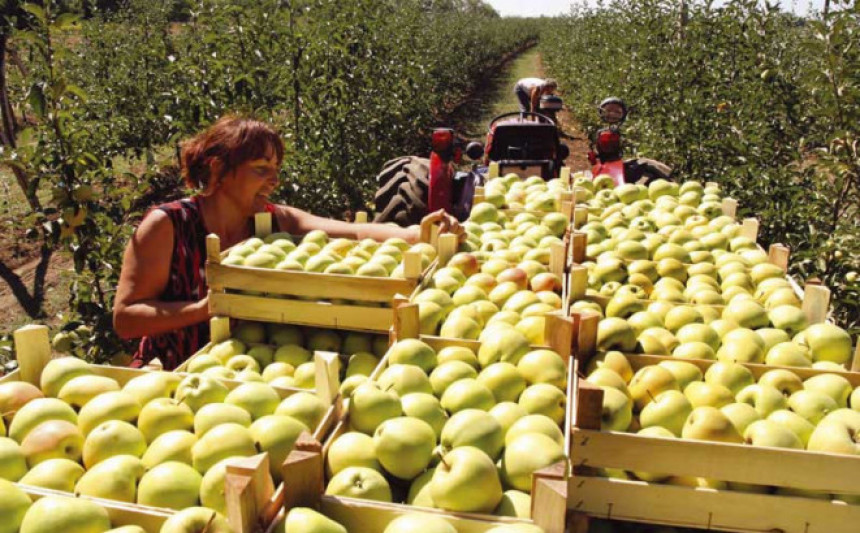 Isporuka: Rusima 300 tona jabuka