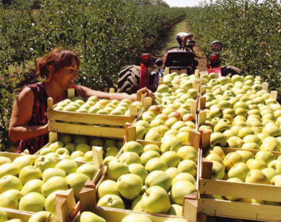 Испорука: Русима 300 тона јабука