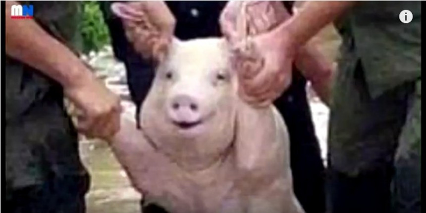 Ima li srećnije svinje od ove? 