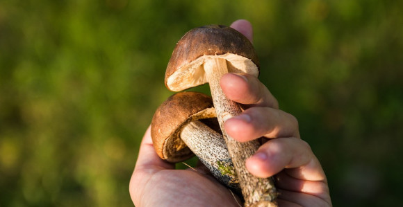 Осам лица се отровало гљивама   