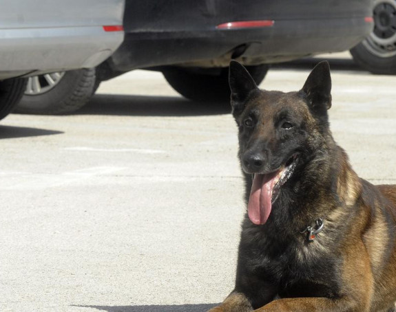 Пријава против власника овчара