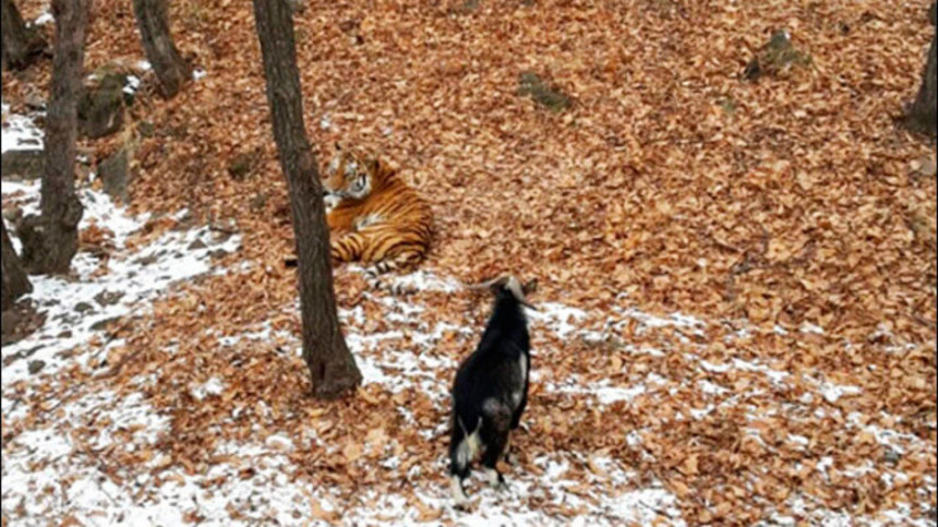 Tigar i jarac prijatelji