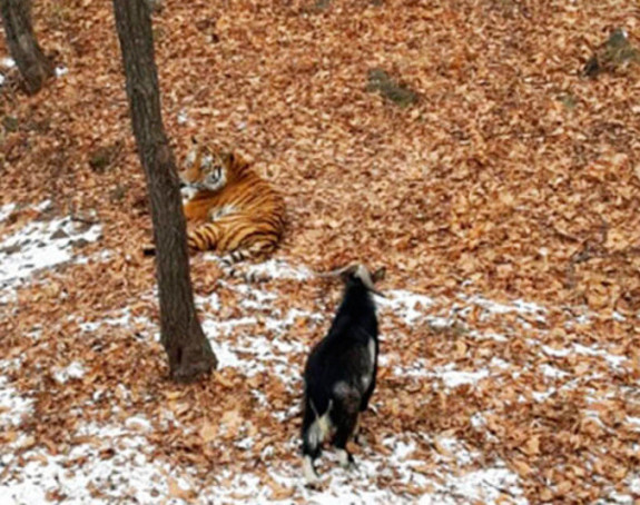 Тигар и јарац пријатељи