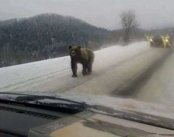Medvjed šetao putem po Grmeču