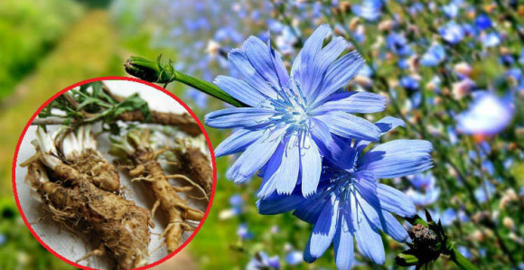Cikorija otklanja bolove u stomaku