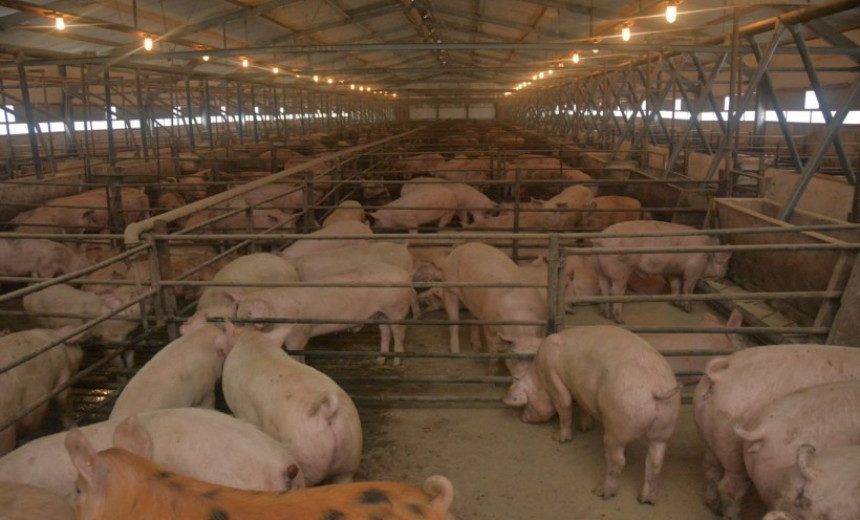 Kontrole zbog svinjske kuge