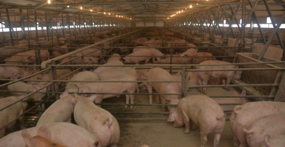 Kontrole zbog svinjske kuge