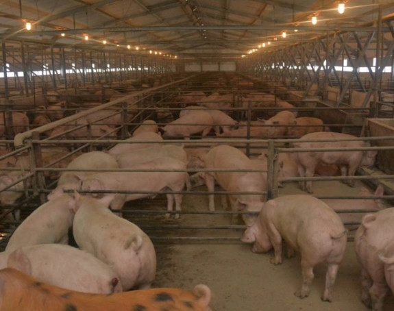 Контроле због свињске куге