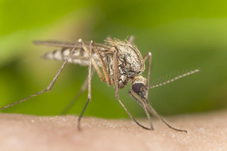 SZO: Nema opasnosti od zika virusa, Igre u Riju će ići po planu!