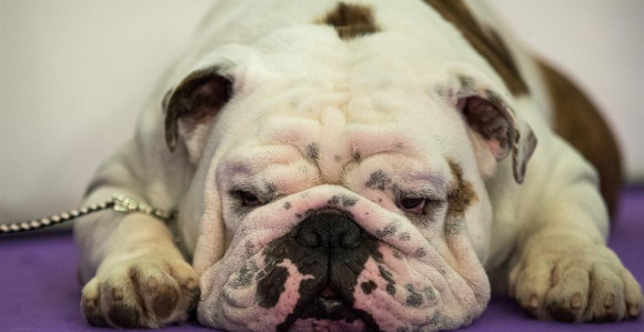 Kako je buldog Fresko zarobio američkog košarkaša?!