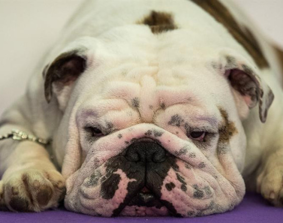 Kako je buldog Fresko zarobio američkog košarkaša?!